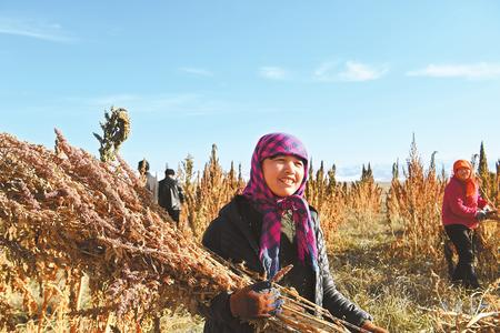 藜麥香飄新家園——天?？h易地扶貧搬遷工作掠影