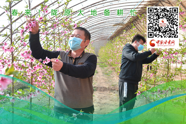 海報(bào)丨春來！隴原大地春耕忙