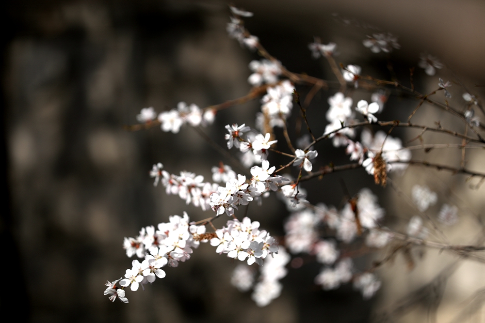 海報|花開隴原，甘肅這些景區(qū)正在復(fù)蘇！