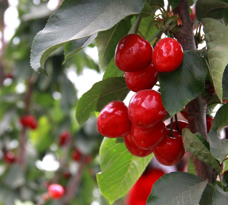 趕緊約起來！民勤紅旗谷櫻桃采摘園開園啦！