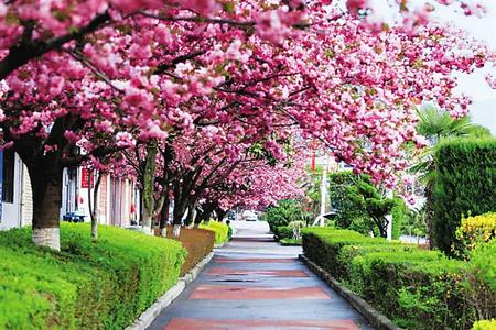 【印象隴原】去兩當(dāng)，與櫻花赴約