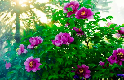 【“甘味”故事】“百花王”駕到！國色傾城正當(dāng)時