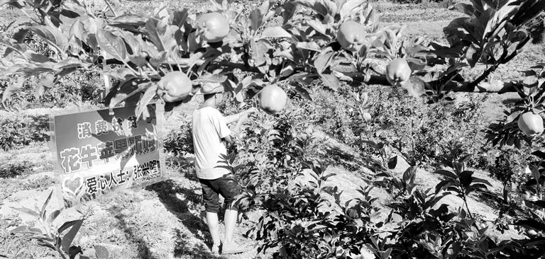 “于堡村果園”開張記——認購“一棵樹”，結(jié)出“致富果”