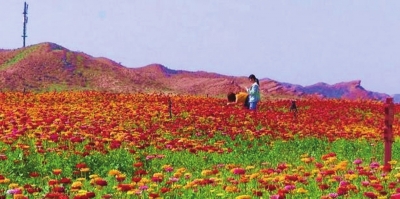 白銀市景泰縣黃河石林大景區(qū)“花映盛世”景觀(guān)帶