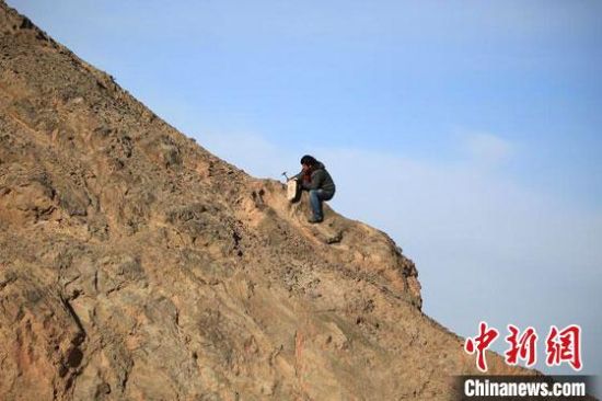 圖為敦煌“80后”畫(huà)家張杰龍?jiān)诙鼗腿Ｉ嚼锊杉V石顏料。(資料圖)受訪者供圖