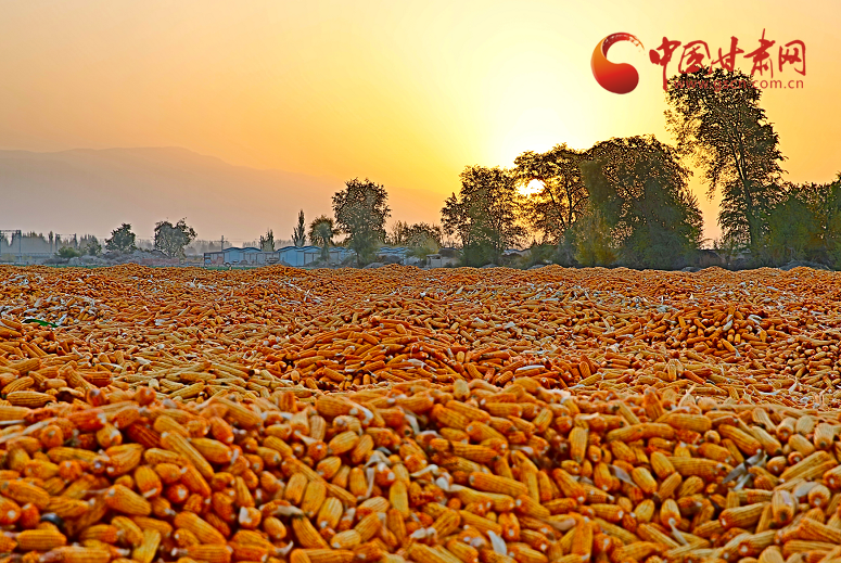 甘州：霜降來(lái)臨曬糧忙