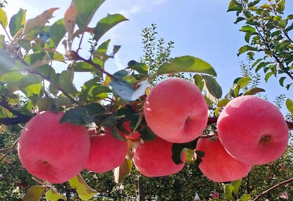 【中國(guó)的脫貧智慧】會(huì)寧：蘋果“映紅”農(nóng)民致富路 