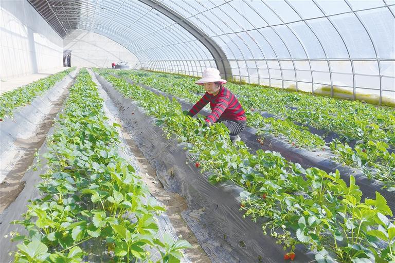 臨夏縣農民在溫室大棚里開展農業(yè)生產