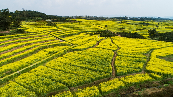 千余畝油菜花盛開。廖濤 攝