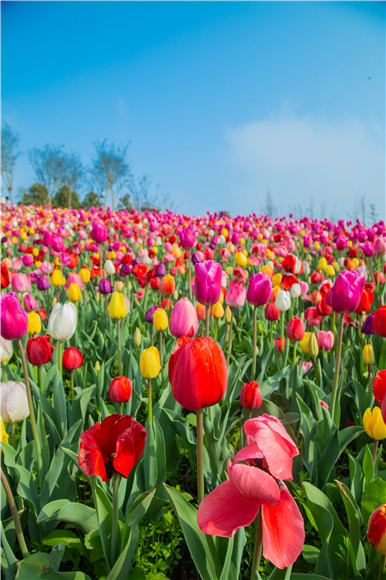 花的海洋。羅云希 攝