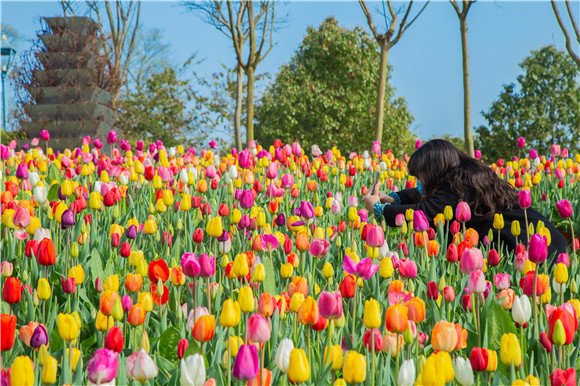 五顏六色郁金香花海。羅云希 攝