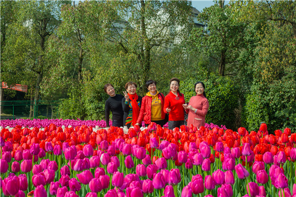 游客在郁金香花海里拍照打卡。羅云希 攝