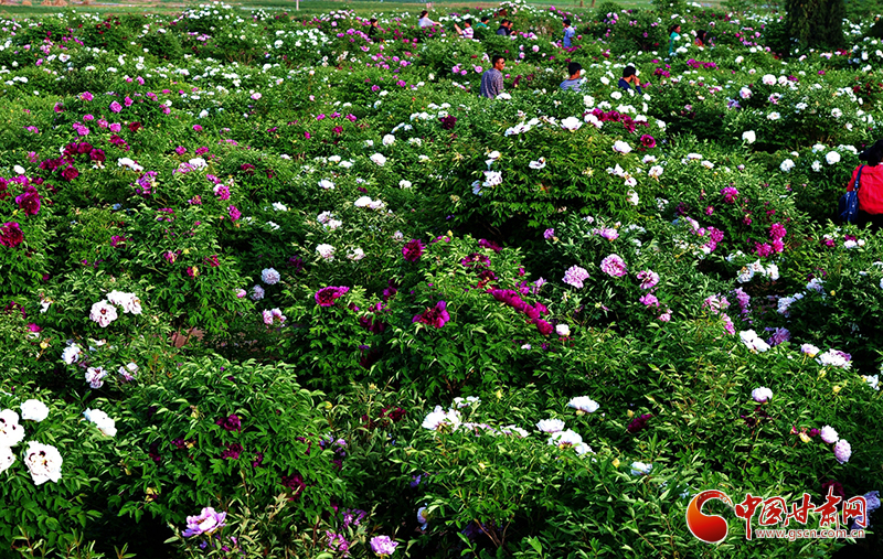 閱盡繁花盛景！定西文旅邀您共赴“紫斑牡丹”之約