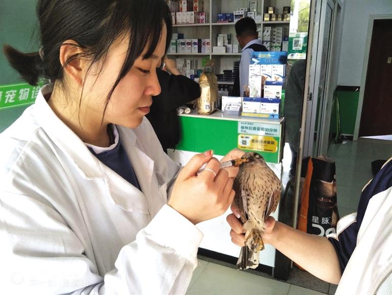 嘉峪關(guān)市林草局救助一只國家二級保護(hù)動(dòng)物