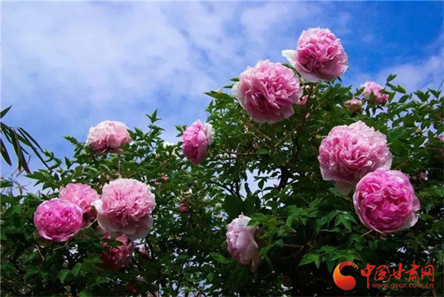 【五一游甘肅】暢游“臨洮縣紫斑牡丹文化旅游節(jié)”，這份攻略請收下！