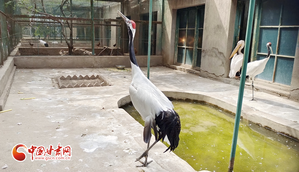 蘭州公安提醒市民：非緊急非必要，不出境