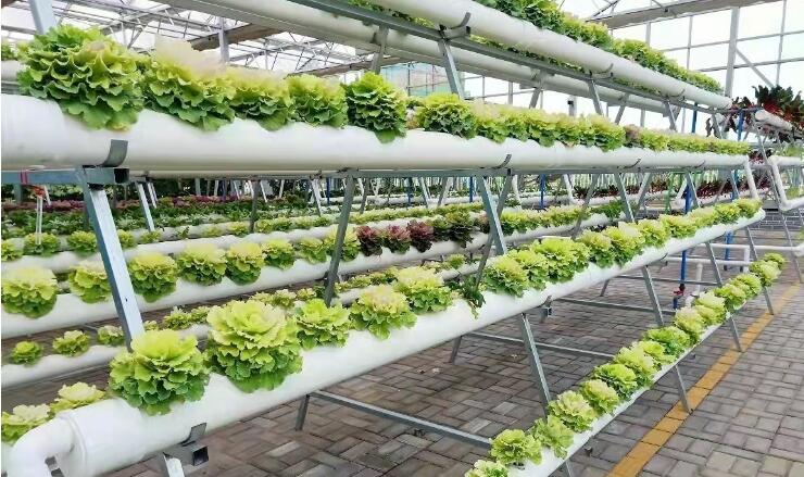 從“一畦田”到產(chǎn)業(yè)園——“現(xiàn)代絲路寒旱農(nóng)業(yè)三年倍增行動(dòng)”觀察之二