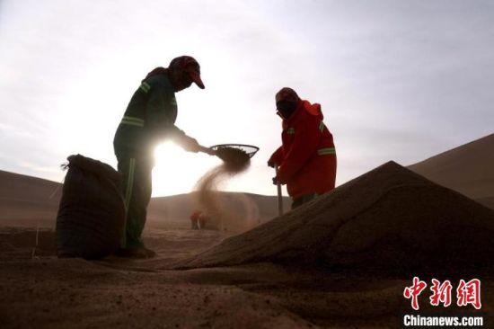 圖為“駱駝保姆”用土方法清理駝糞?！垥粤?攝