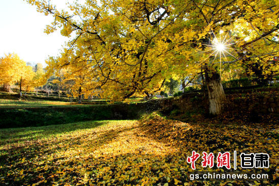 隴南徽縣銀杏樹(shù)最美的時(shí)候，當(dāng)屬每年的10月至11月。圖為樹(shù)葉已染黃的銀杏樹(shù)。張承榮 攝