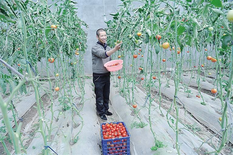 臨夏縣尹集、刁祁鎮(zhèn)易地扶貧搬遷后續(xù)產(chǎn)業(yè)園有日光溫室534座