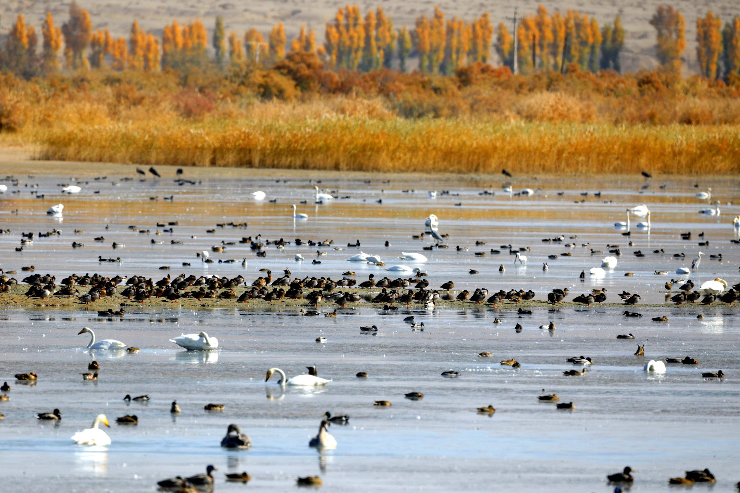 天鵝飛抵高臺(tái)縣黑河濕地嬉戲覓食、棲息越冬。尹昭霞攝