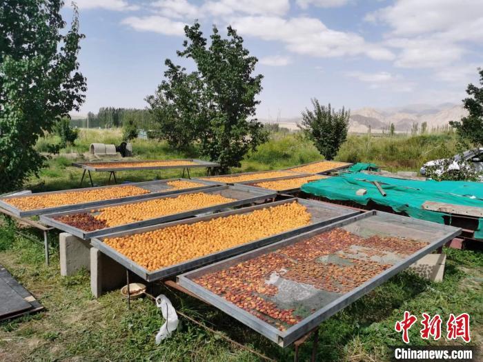 圖為肅北蒙古族自治縣的“李廣杏”。(資料圖) 受訪者供圖