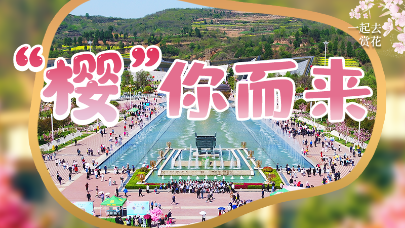 海報|春色爛漫，一組海報“云賞”櫻花盛開