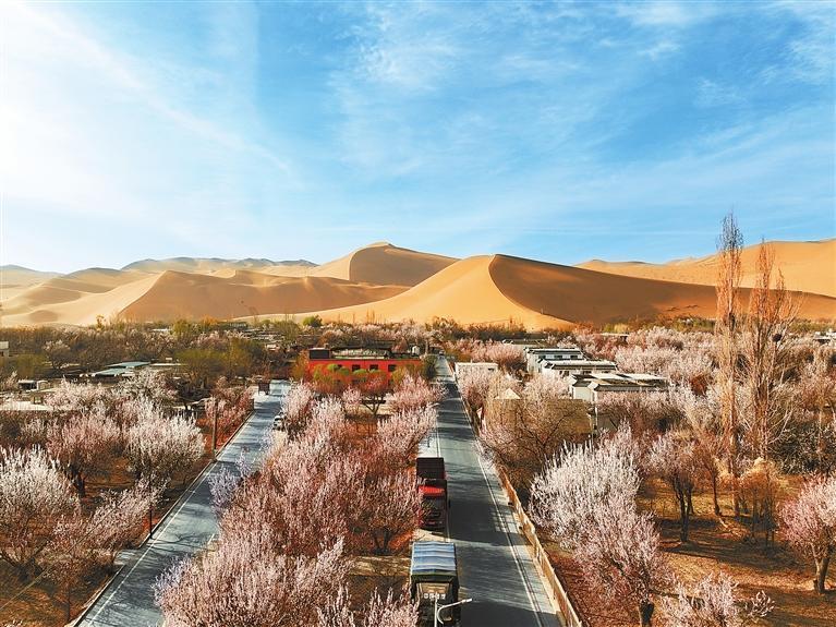 近日，敦煌鳴沙山下的李廣杏杏花陸續(xù)開(kāi)放，美如畫(huà)卷。新甘肅·甘肅日?qǐng)?bào)通訊員　張曉亮