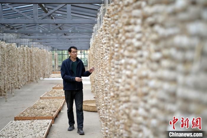 圖為5月10日，工作人員檢查晾曬的曲胚。九美旦增　攝