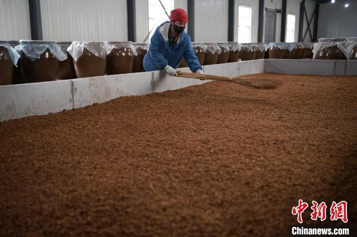 圖為5月10日，工作人員整理鋪撒的酒醅。九美旦增　攝