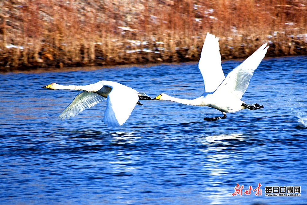 冬日候鳥舞動黑河 共譜生態(tài)和諧樂章