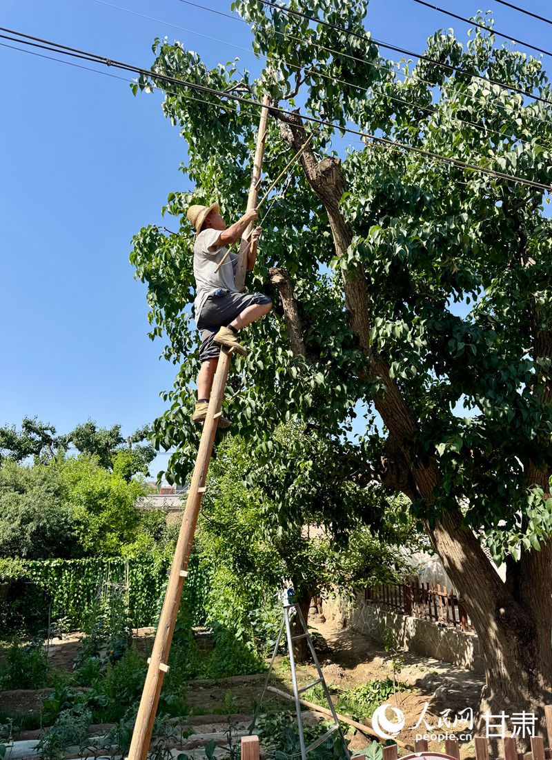 什川古梨園果農(nóng)魏至玉正踩著蜈蚣梯修剪自家的百年梨樹。人民網(wǎng)記者 焦隆攝