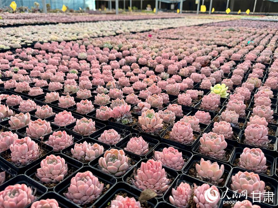 蘭州鑫源現(xiàn)代農(nóng)業(yè)休閑觀光旅游景區(qū)多肉大棚。人民網(wǎng)記者 焦隆攝